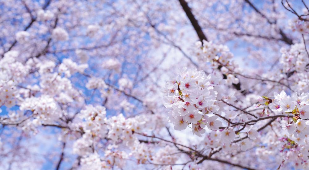 『桜』の美しさを連想させる言葉 一覧 - 桜の舞う表現・愛でる表現など