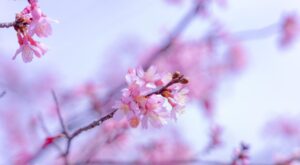 【春の季語】春を表現する綺麗な言葉一覧 - 季節の美しい言葉